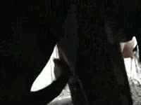 Thrilling hardcore animal fucking video featuring a married hottie getting fucked by her K9